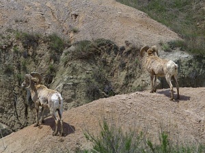Two Big Horn Sheep in Badlands National Park