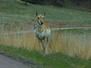 Pronghorn at Custer SP